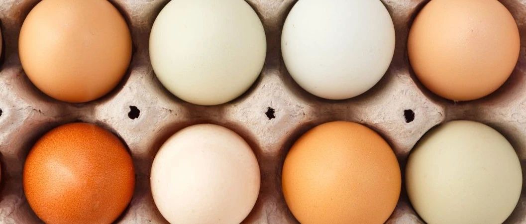 美國雞蛋有多貴？食品飲料品牌如何應(yīng)對原料不確定性 | 英敏特洞察